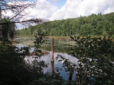 Binney Pond